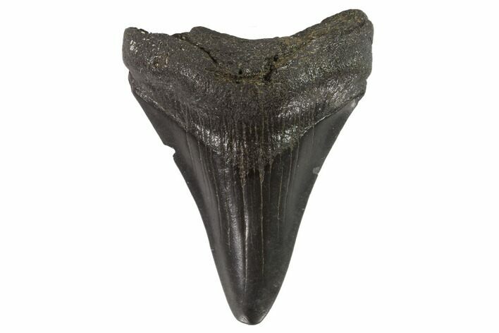 Juvenile Megalodon Tooth - Georgia #90815